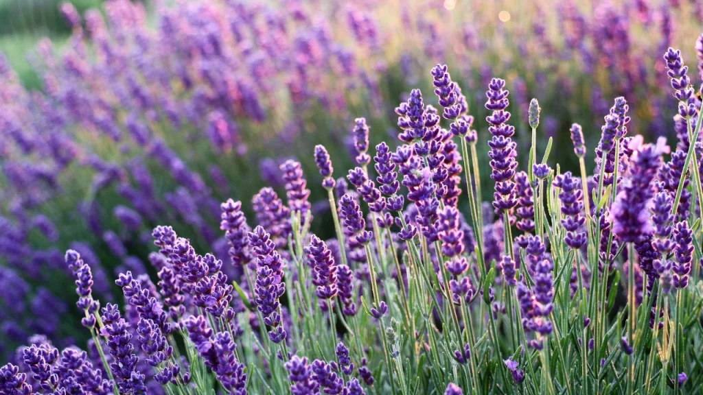 Lavender